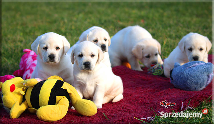 Labrador żółtebiszkoptowe szczenięta ZKWP FCI Labrador Chynów