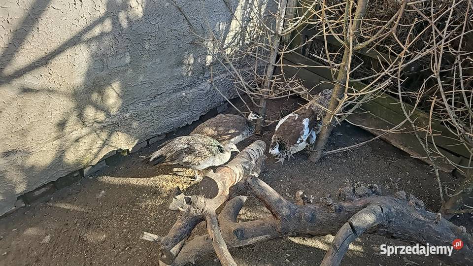 Zmienia wolierke papugi Leszno