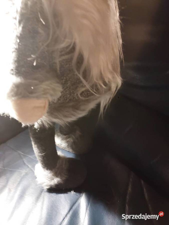 Krasnal duży 66 na sprężynach Wrocław sprzedam