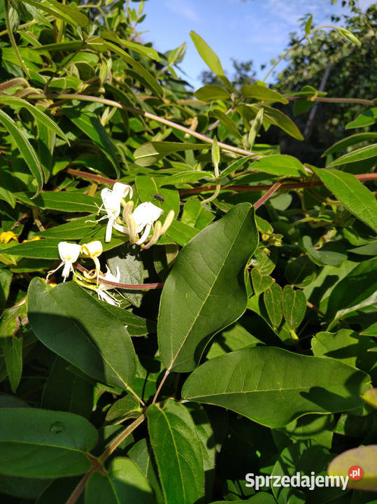 Wiciokrzew żółty x2 sztuki świetny Liściaste Przemyśl