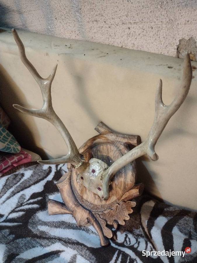 Poroże jelenia Pobiedziska sprzedam
