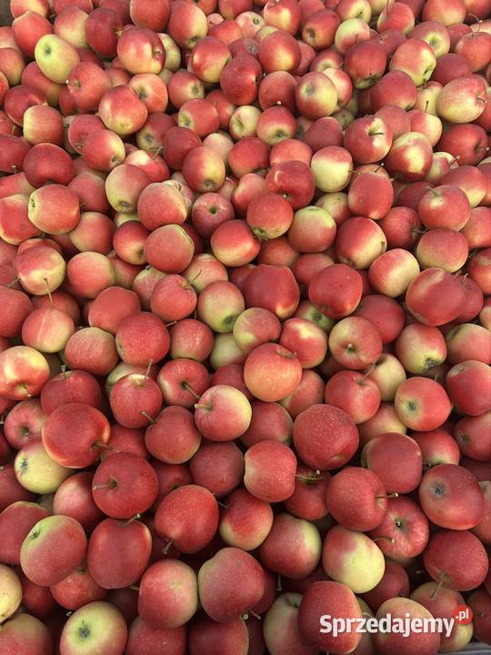 Jabłka Gala Must Gołębiów sprzedam