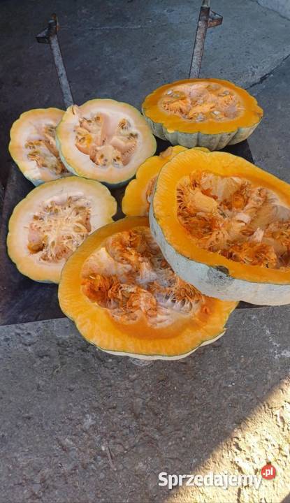 Nasiona Dynia Nelson Eko podkarpackie Kołaczyce