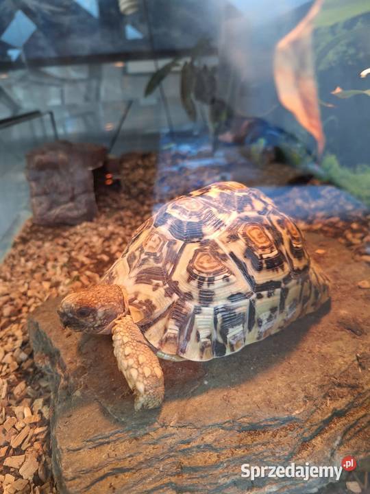 Sprzedam żółwia lamparciego oraz terrarium