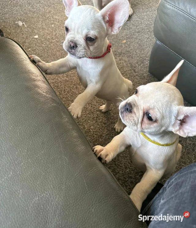 Buldog francuski gotowy na narodziny Szczecinek