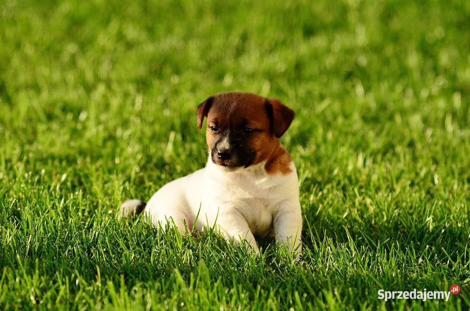 Szczenięta rasy Jack Russell terrier Radziejów