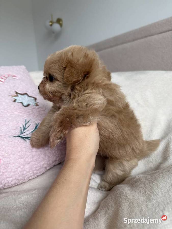 POMAPOO szpic miniaturowy pudel toy pies Rębieskie