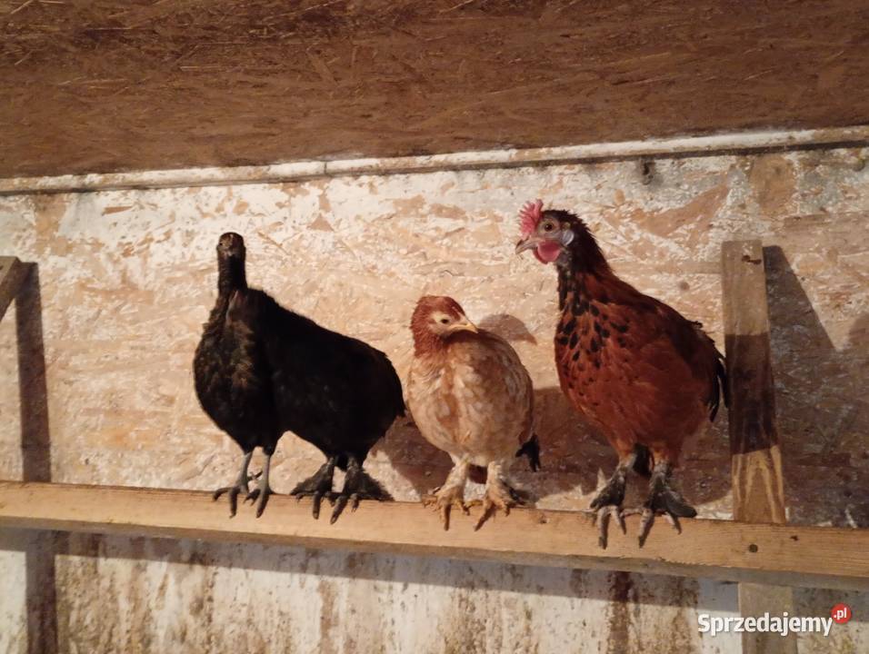 Kurki liliputy łódzkie Łowicz sprzedam