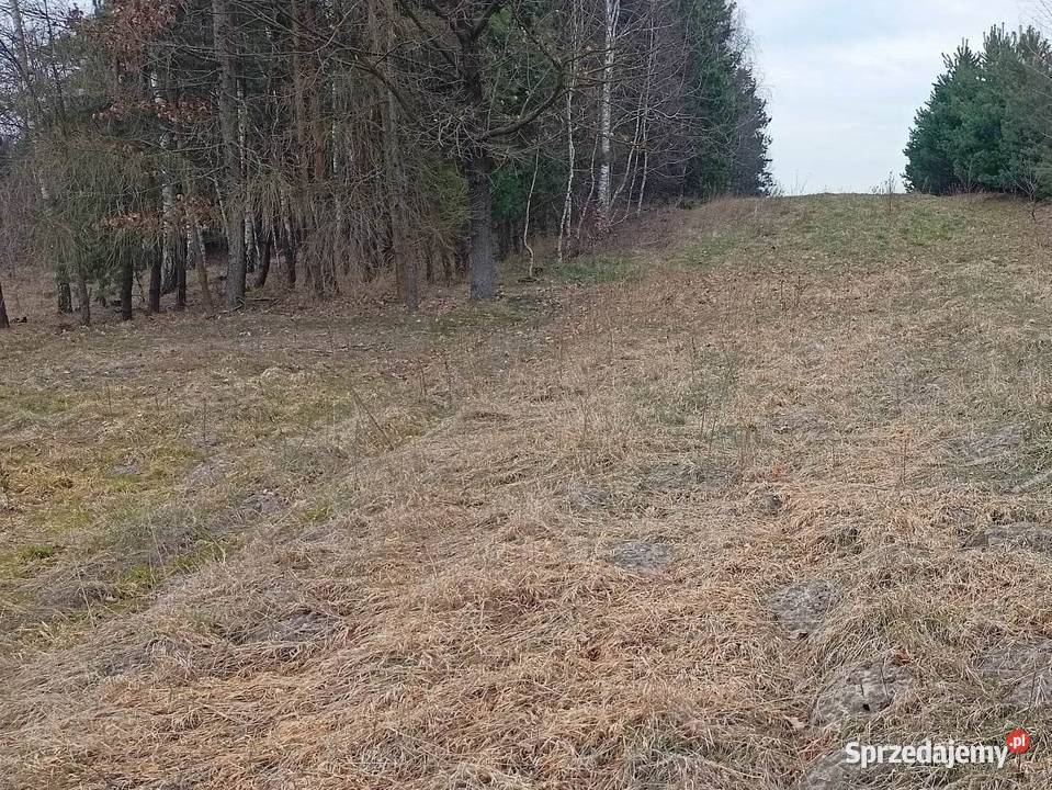 Zalesiona działka 79362m2 łódzkie Poświętne