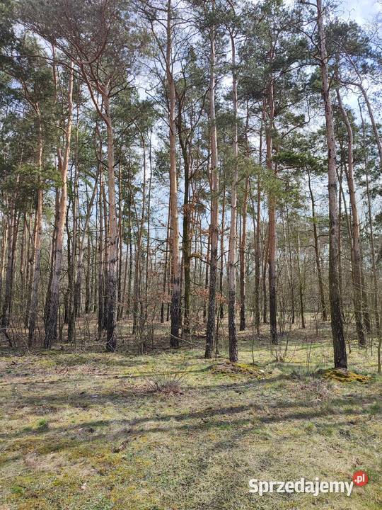 Działkadziałki budowlane Piotrków Tryb Wojska Sprzedaż Piotrków Trybunalski