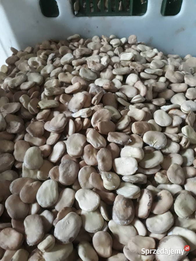 sprzedam nasiona bobu