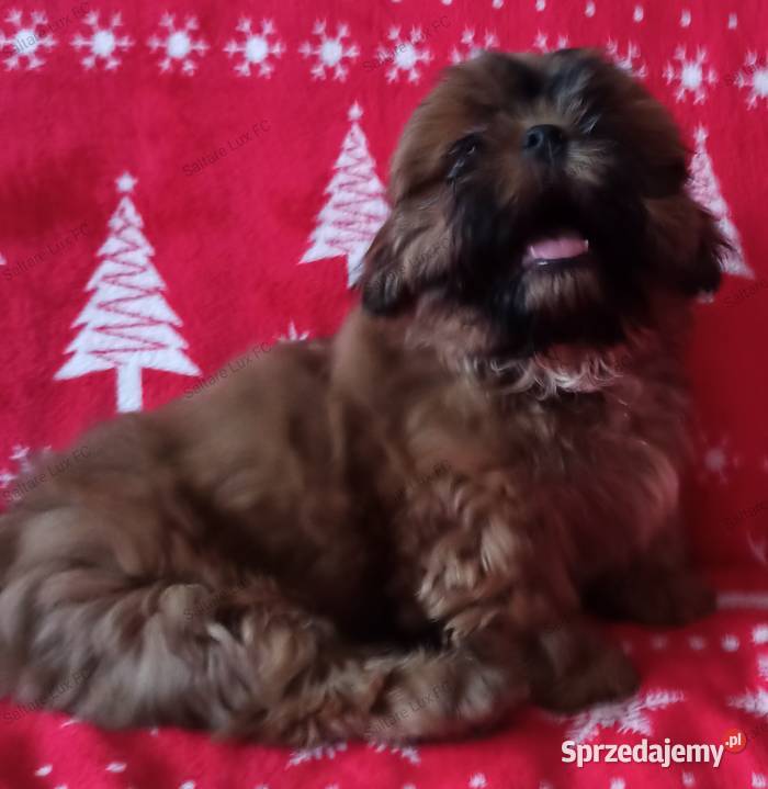 Shih tzu mała czekoladka Bydgoszcz