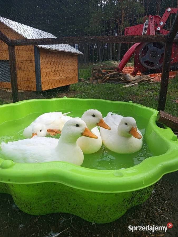 Kaczki call duck Januszkowice