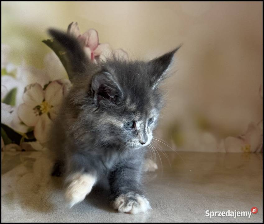 Koteczka Maine Coon Nisan