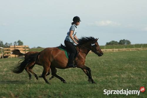 klacz huculska Młodzianów