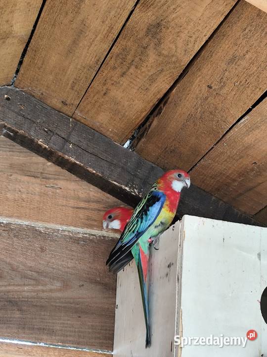 Rozella samiczka Ptaki Stanisławów sprzedam