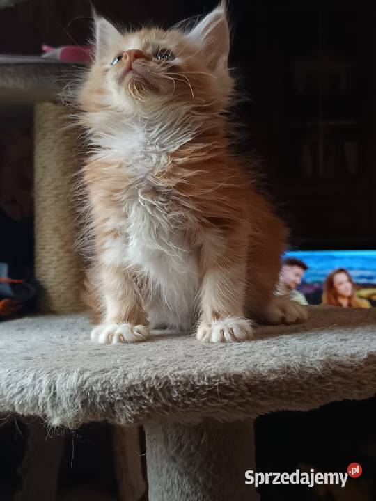 Śliczne kocięta Maine coon z rodowodem świętokrzyskie Prawęcin sprzedam