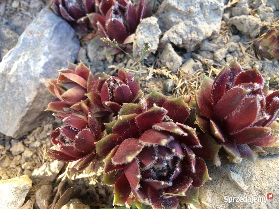 Zestaw roślin na skalniak 100 sztuk mix gatunków Lublin