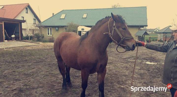 Klacz Sokólska dopłatowa lubelskie Serokomla