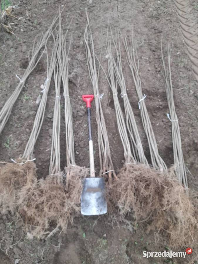 Sadzonka i podkladka morwa katalpy klon modrzew Chrząchów