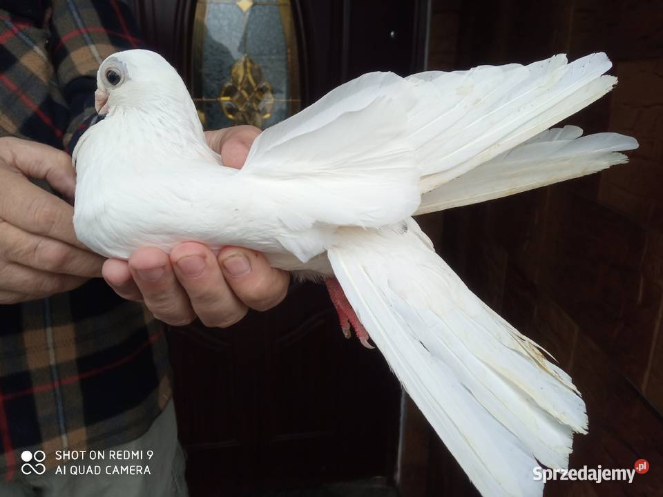 Gołębie zamojskie gładkie samiec samica