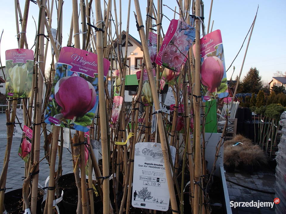 Magnolie szczepione w odmianach Tarnów