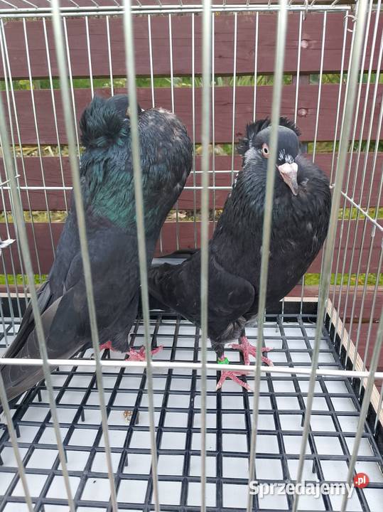 Gołębie ozdobne Zwierzęta Wierzbice