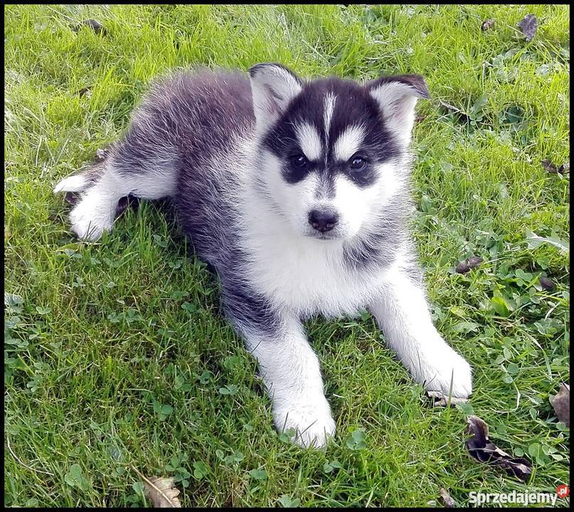 Szczenięta Siberian Husky Bolesławice