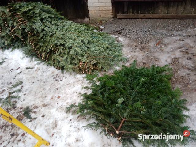 Stroisz jodłowy wiązki gałązki 5 Bartoszowiny