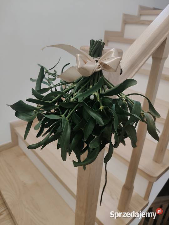 Piękne świeże kule jemioly bożonarodzeniowej Sułów