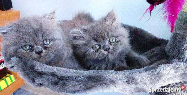 Kotek Perski Niebieski Stalowa Wola