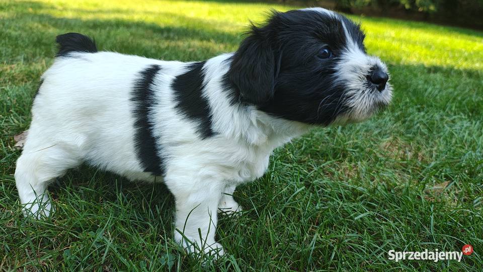 Szczeniaki Polski Owczarek Nizinny Rodowód FCI Chotomów sprzedam