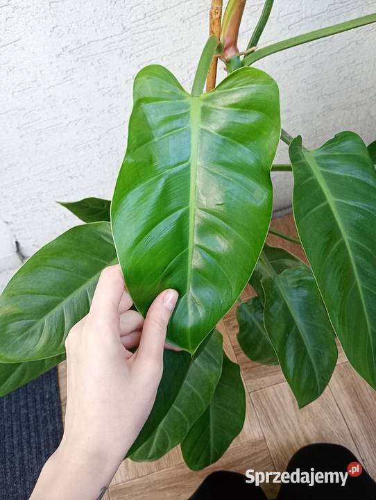 Philodendron Imperial Green duża zdrowa roślina Zielone Częstochowa