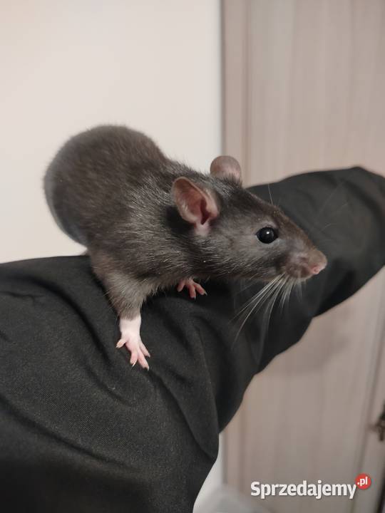 Szczur Szczury Szczurki Młode kujawsko-pomorskie