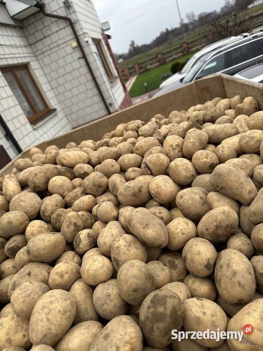 Ziemniaki Soraya melody wielkość sadzeniaka Rośliny okopowe Kozienice