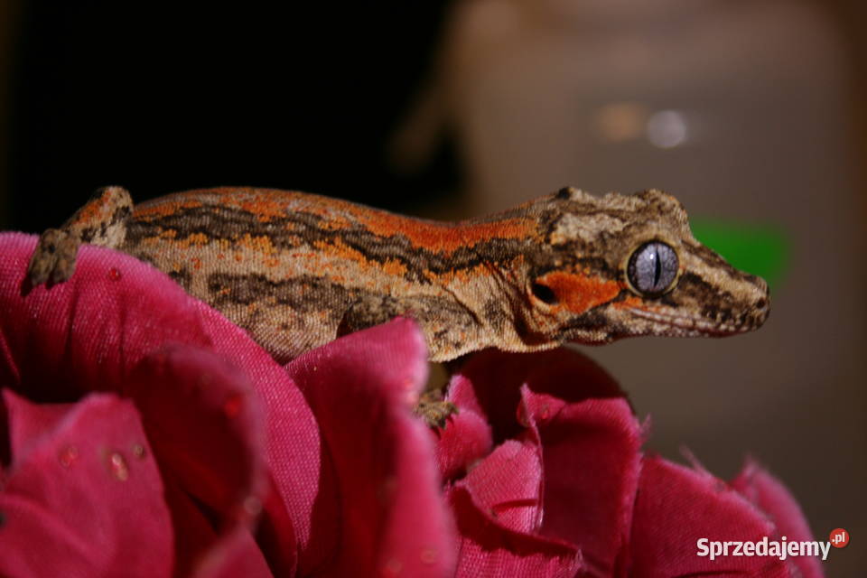 Gekon gargulcowy samica śląskie Sosnowiec