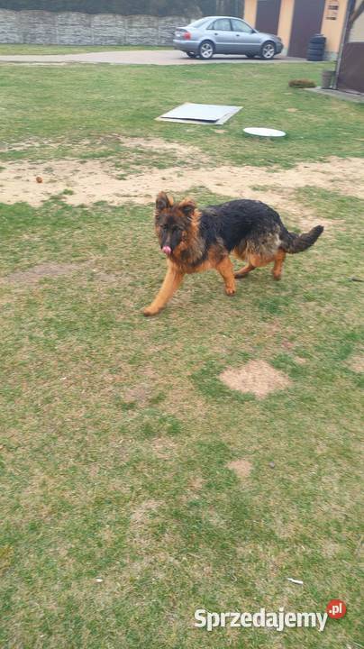 Owczarek niemiecki suczka Parzno sprzedam