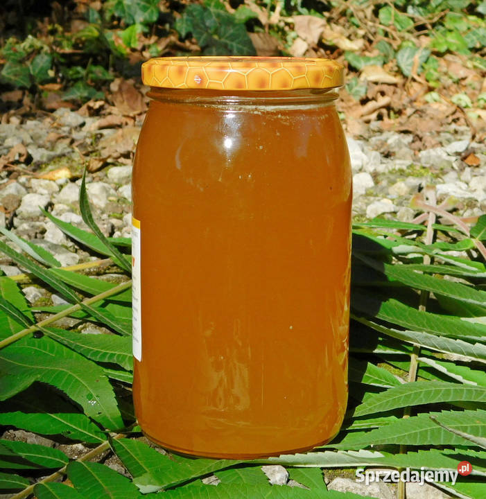Polski prawdziwy miód nektarowospadziowy 2024 Kraków