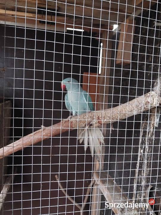 Aleksandretta obrożna Koło