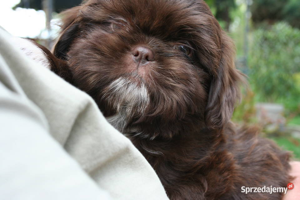 Czekoladowe Shihtzu SWKiPR WKU PPK łódzkie Łódź