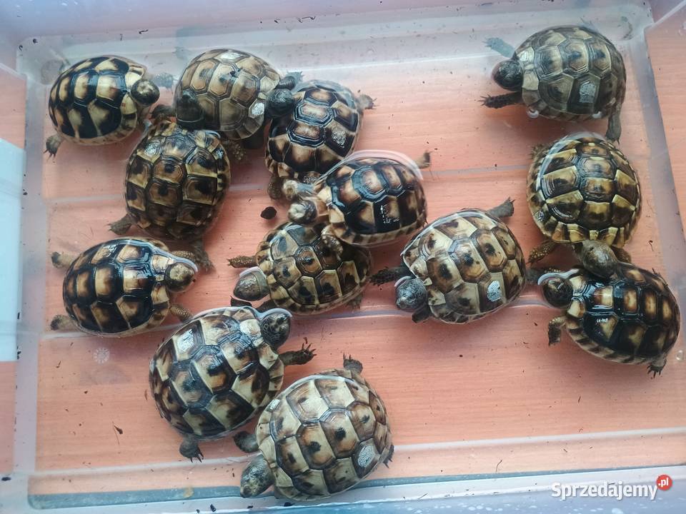 Żółw lądowy Kielce swietokrzyskie