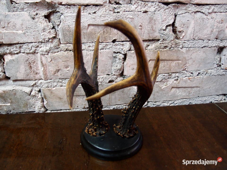 Poroże na drewnianej podstawie wys 24 Łódź sprzedam