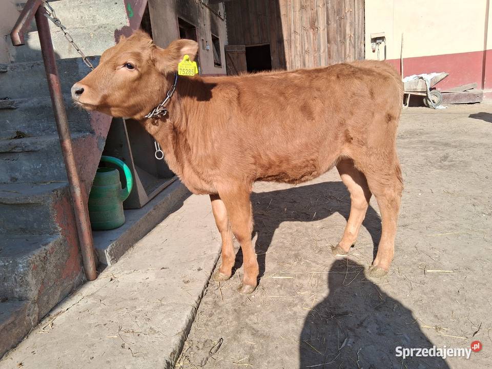 Jałówka mięsna Limusine świętokrzyskie Stary Solec
