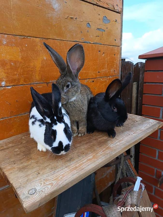 Króliki hodowlane Pozostałe