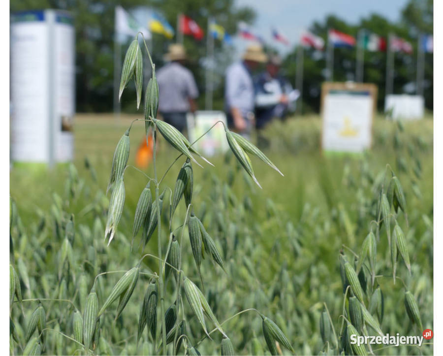 Owies jary Lion kwalifikowany C1 wielkopolskie