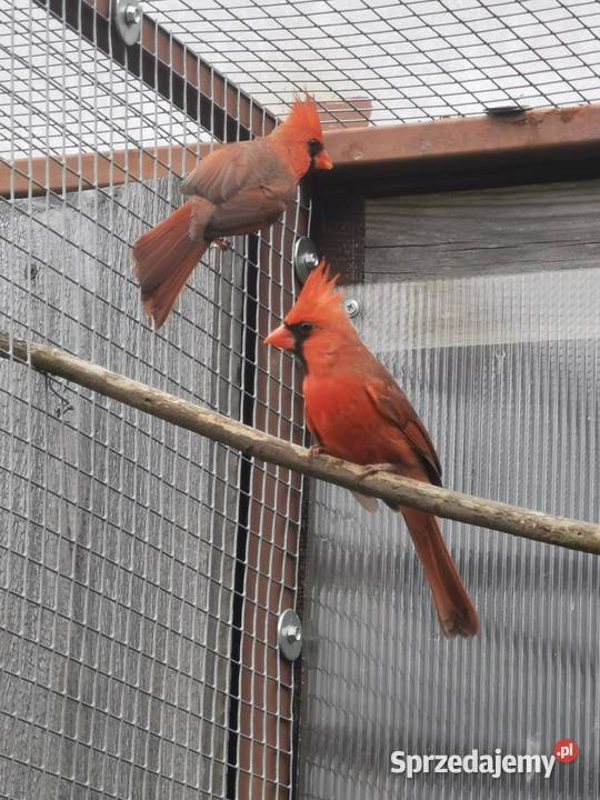 Kardynał czerwony samce