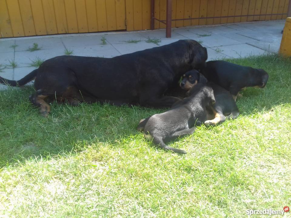 Oddam szczenięta gończy polski Pozostałe Dąbrowa Tarnowska