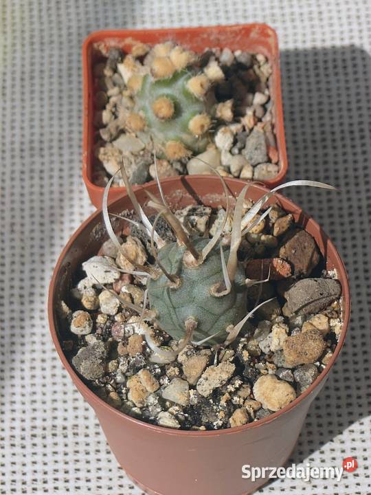 Tephrocactus molinensis T articulatus var Warszawa