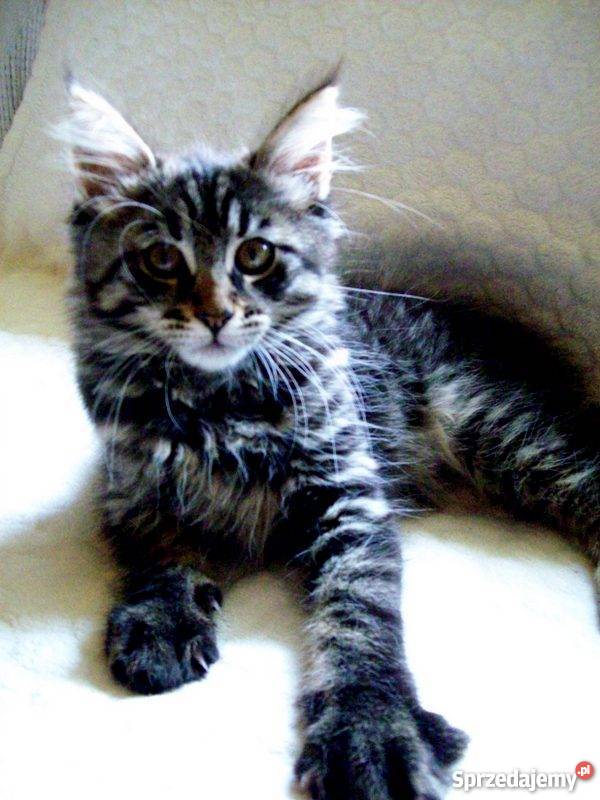 Kocięta Maine Coon mazowieckie Radom sprzedam