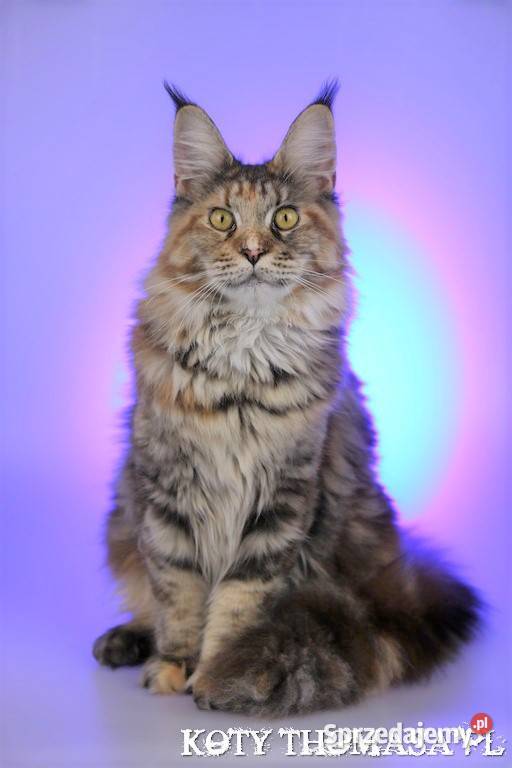 Przepiękna Szylkretka Maine Coon Och Valentyna Poznań